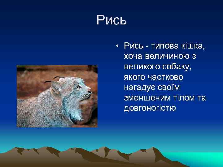 Рись • Рись - типова кішка, хоча величиною з великого собаку, якого частково нагадує