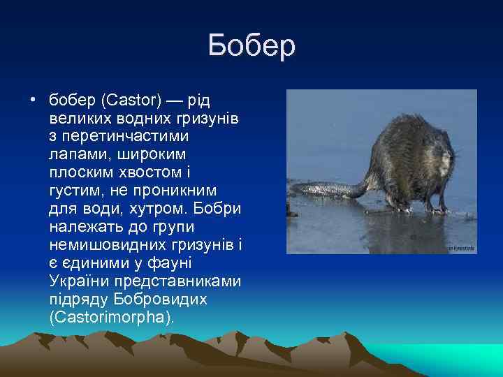 Бобер • бобер (Castor) — рід великих водних гризунів з перетинчастими лапами, широким плоским