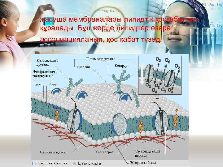жасуша мембраналары липидтік қосқабаттан құралады. Бұл жерде липидтер өзара ассоциацияланып, қос қабат түзеді 
