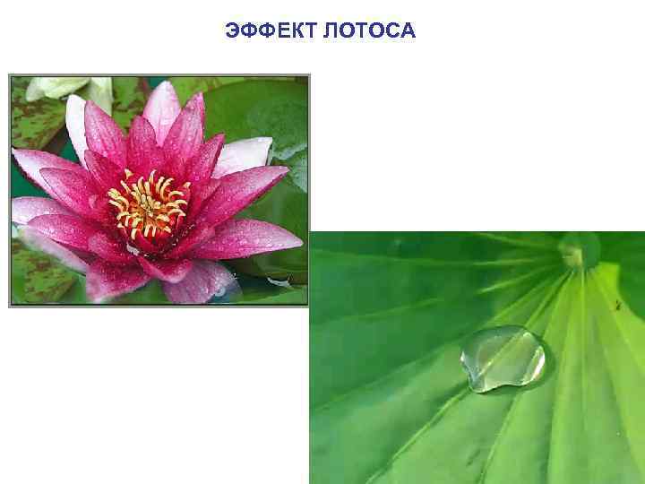 ЭФФЕКТ ЛОТОСА 