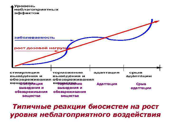 Стимуляция выведения и обезвреживания вещества Торможение выведения и обезвреживания вещества Адаптация Срыв адаптации Типичные