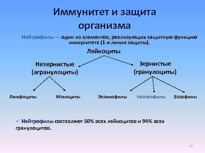 Иммунитет и защита организма Нейтрофилы — один из элементов, реализующих защитную функцию иммунитета (1