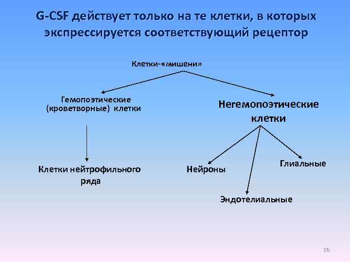 G-CSF действует только на те клетки, в которых экспрессируется соответствующий рецептор Клетки- «мишени» Гемопоэтические