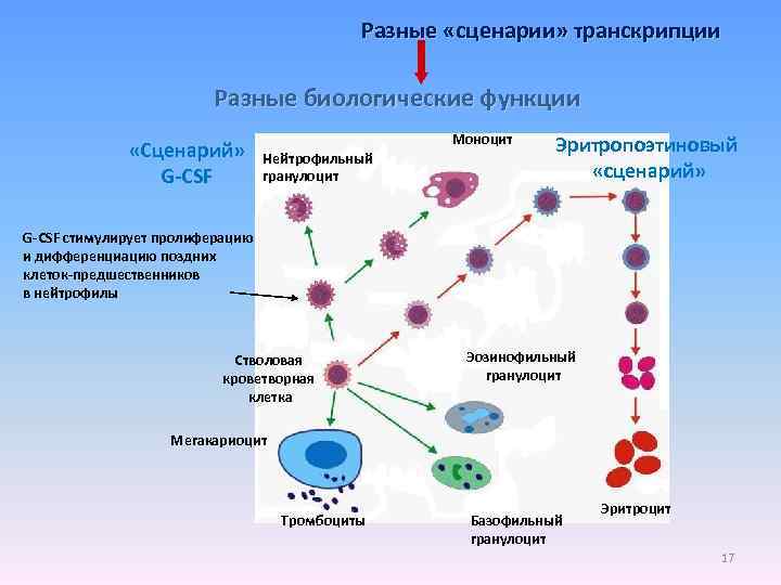 Разные «сценарии» транскрипции Разные биологические функции «Сценарий» G-CSF Моноцит Нейтрофильный гранулоцит Эритропоэтиновый «сценарий» G-CSF