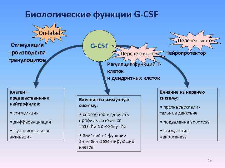 Биологические функции G-CSF On-label Стимуляция производства гранулоцитов Клетки — предшественники нейтрофилов: • стимуляция •