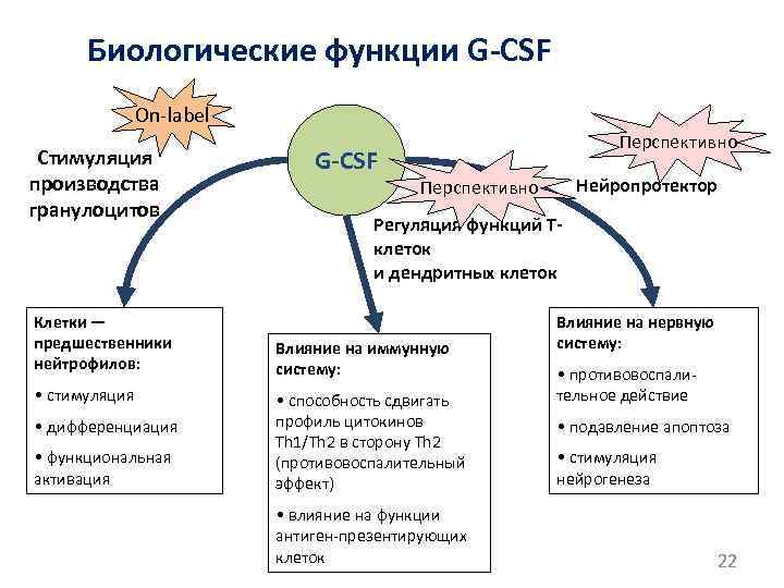 Биологические функции G-CSF On-label Стимуляция производства гранулоцитов Клетки — предшественники нейтрофилов: • стимуляция •