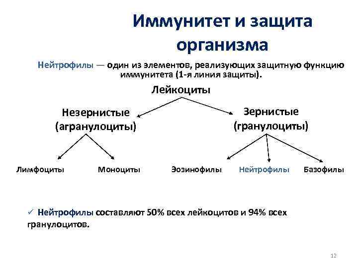 Иммунитет и защита организма Нейтрофилы — один из элементов, реализующих защитную функцию иммунитета (1