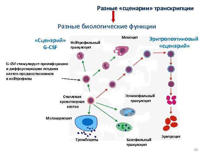 Разные «сценарии» транскрипции Разные биологические функции «Сценарий» G-CSF Моноцит Нейтрофильный гранулоцит Эритропоэтиновый «сценарий» G-CSF