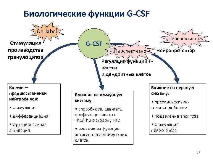 Биологические функции G-CSF On-label Стимуляция производства гранулоцитов Клетки — предшественники нейтрофилов: • стимуляция •