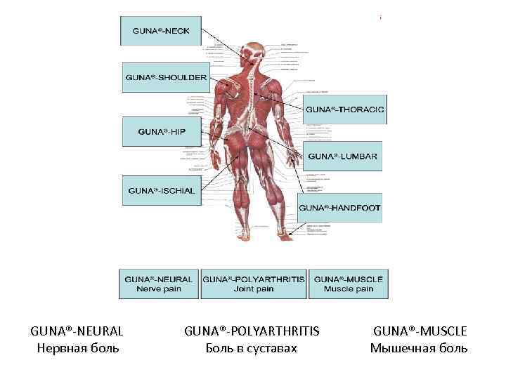 GUNA®-NEURAL GUNA®-POLYARTHRITIS GUNA®-MUSCLE Нервная боль Боль в суставах Мышечная боль 