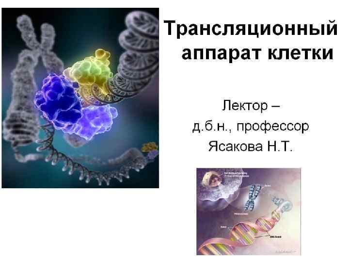 Молекулярно-генетический уровень организации жизни Трансляционный аппарат клетки 