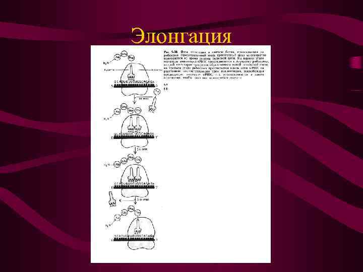 Элонгация 