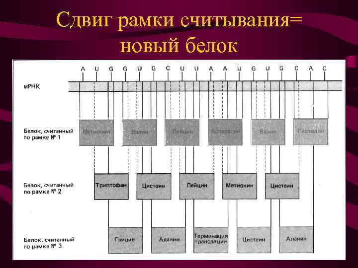 Сдвиг рамки считывания= новый белок 