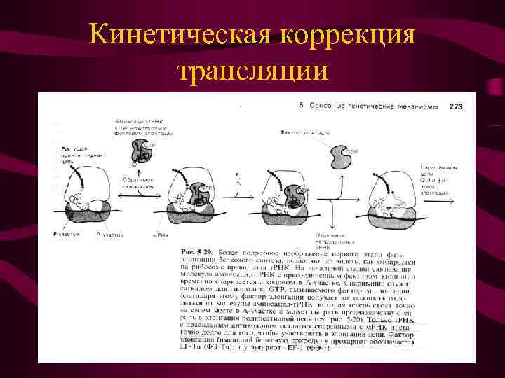 Кинетическая коррекция трансляции 