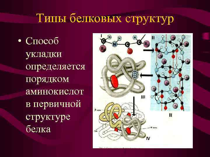 Типы белковых структур • Способ укладки определяется порядком аминокислот в первичной структуре белка 