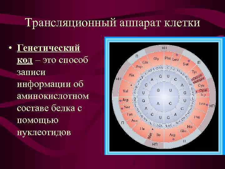 Трансляционный аппарат клетки • Генетический код – это способ записи информации об аминокислотном составе