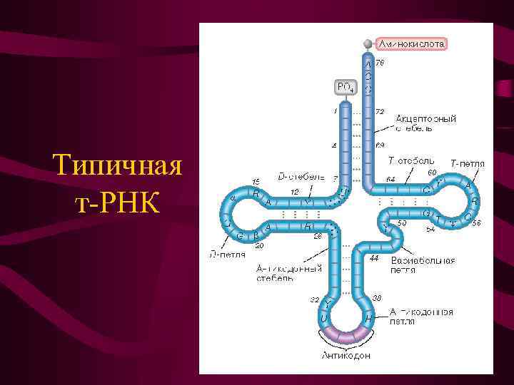 Типичная т-РНК 