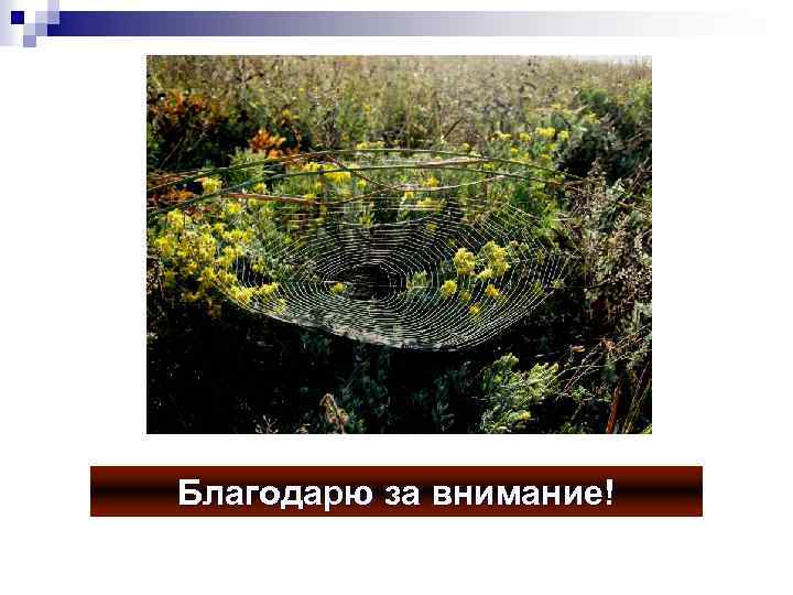 Благодарю за внимание! 