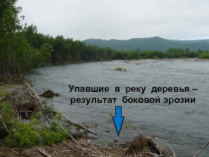 Упавшие в реку деревья – результат боковой эрозии 