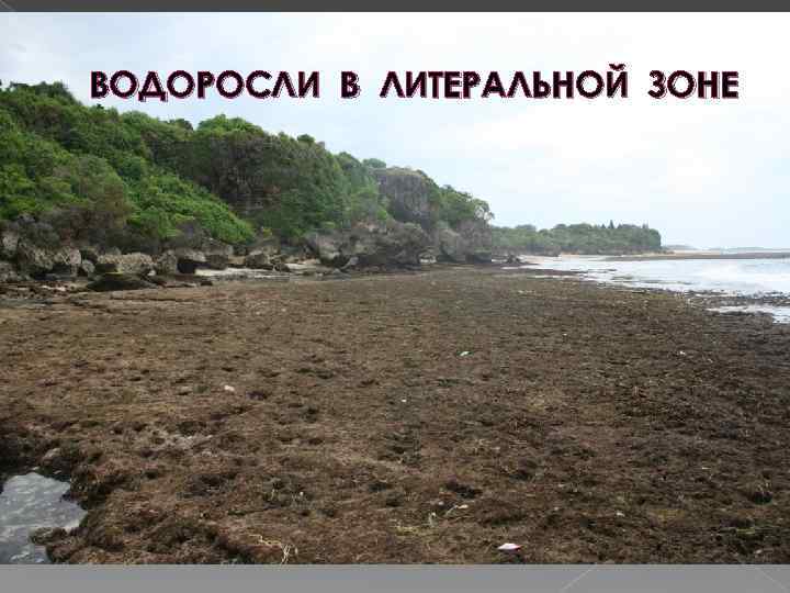 ВОДОРОСЛИ В ЛИТЕРАЛЬНОЙ ЗОНЕ 