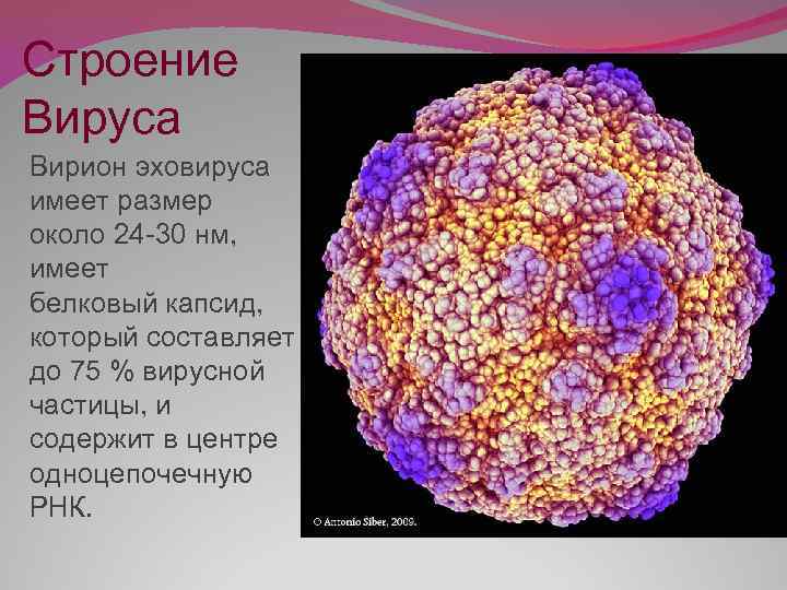 Строение Вируса Вирион эховируса имеет размер около 24 -30 нм, имеет белковый капсид, который