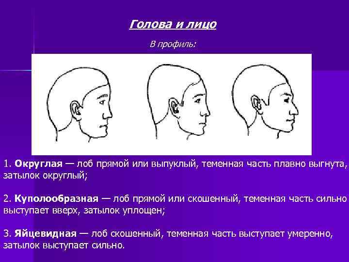 Голова и лицо В профиль: 1 2 3 1. Округлая — лоб прямой или