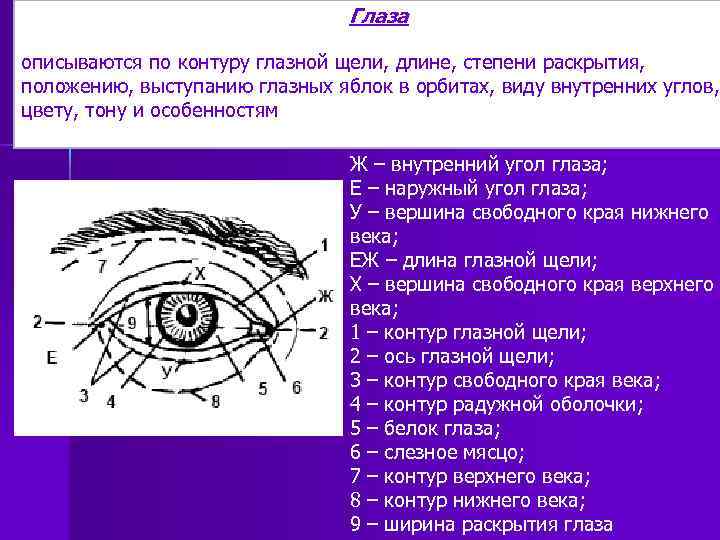 Глаза описываются по контуру глазной щели, длине, степени раскрытия, положению, выступанию глазных яблок в