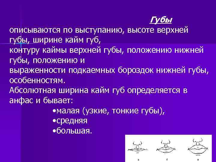 Губы описываются по выступанию, высоте верхней губы, ширине кайм губ, контуру каймы верхней губы,