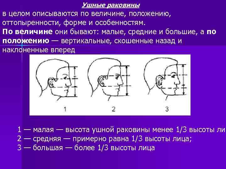 Ушные раковины в целом описываются по величине, положению, оттопыренности, форме и особенностям. По величине