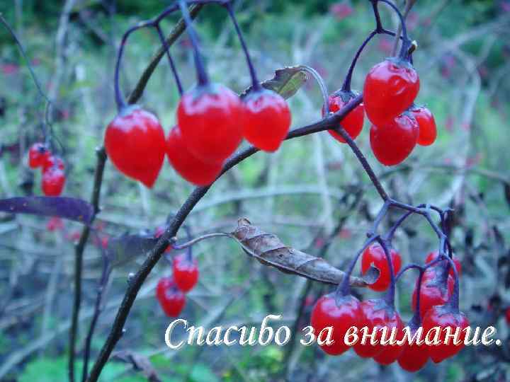 Спасибо за внимание. 