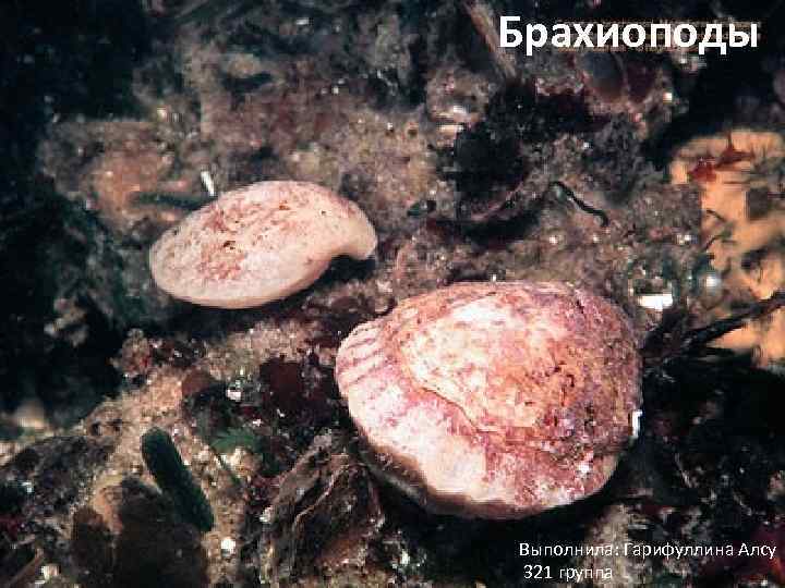 Брахиоподы Выполнила: Гарифуллина Алсу 321 группа 
