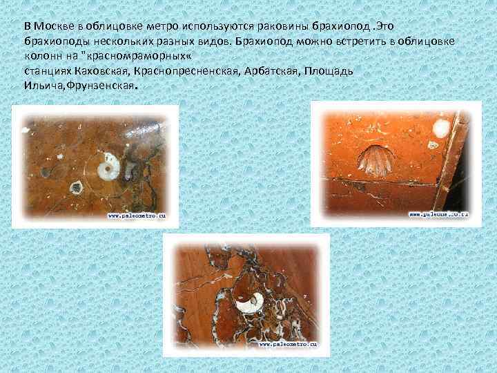 В Москве в облицовке метро используются раковины брахиопод. Это брахиоподы нескольких разных видов. Брахиопод