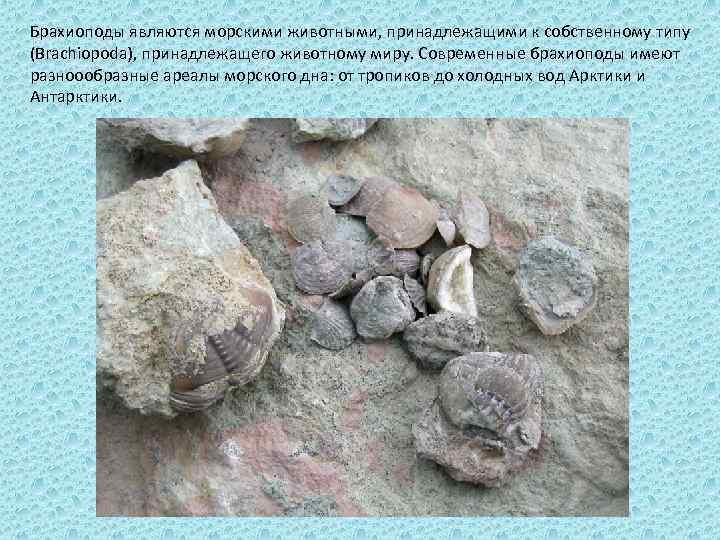 Брахиоподы являются морскими животными, принадлежащими к собственному типу (Brachiopoda), принадлежащего животному миру. Современные брахиоподы