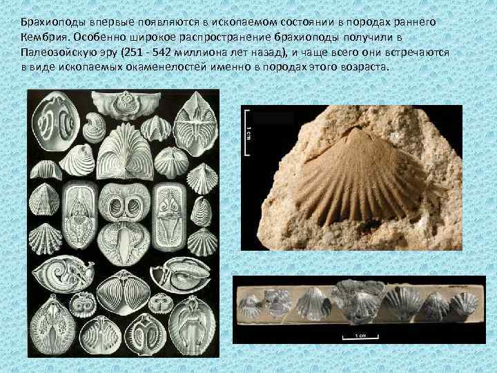 Брахиоподы впервые появляются в ископаемом состоянии в породах раннего Кембрия. Особенно широкое распространение брахиоподы