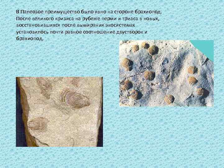 В Палеозое преимущество было явно на стороне брахиопод. После великого кризиса на рубеже перми