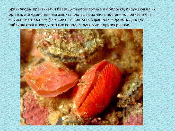 Брахиоподы практически беззащитные животные и оболочка, окружающая их органы, это единственная защита. Большая их