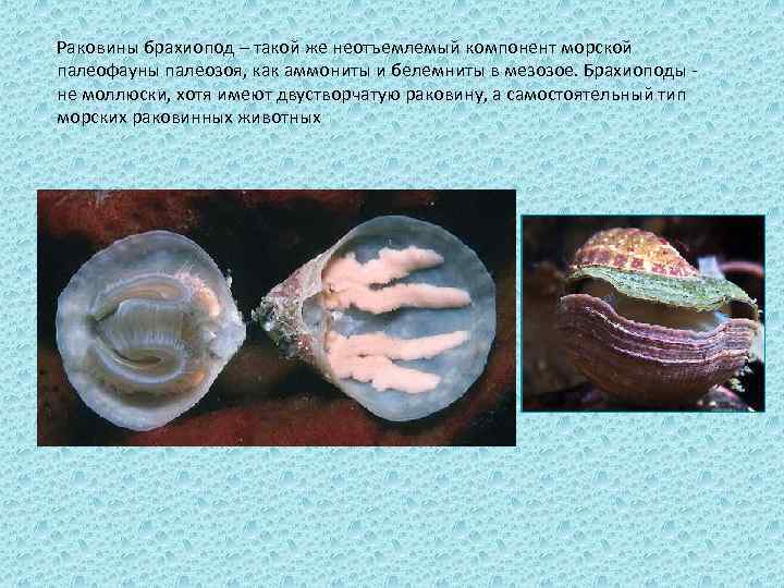 Раковины брахиопод – такой же неотъемлемый компонент морской палеофауны палеозоя, как аммониты и белемниты