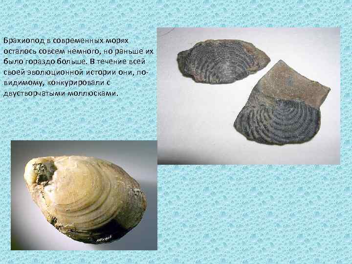 Брахиопод в современных морях осталось совсем немного, но раньше их было гораздо больше. В