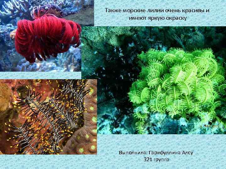 Также морские лилии очень красивы и имеют яркую окраску Выполнила: Гарифуллина Алсу 321 группа