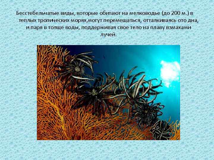 Бесстебельчатые виды, которые обитают на мелководье (до 200 м. ) в теплых тропических морях,
