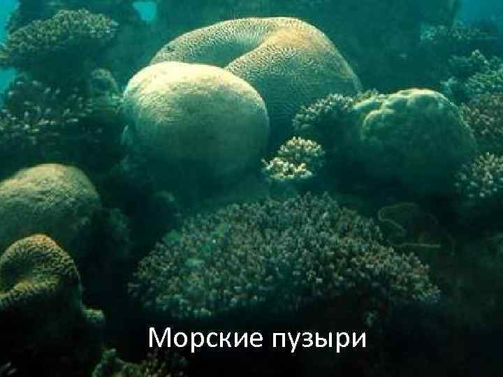 Морской пузырь это