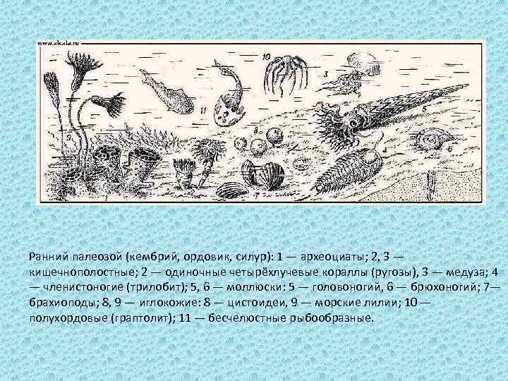 Ранний палеозой (кембрий, ордовик, силур): 1 — археоциаты; 2, 3 — кишечнополостные; 2 —