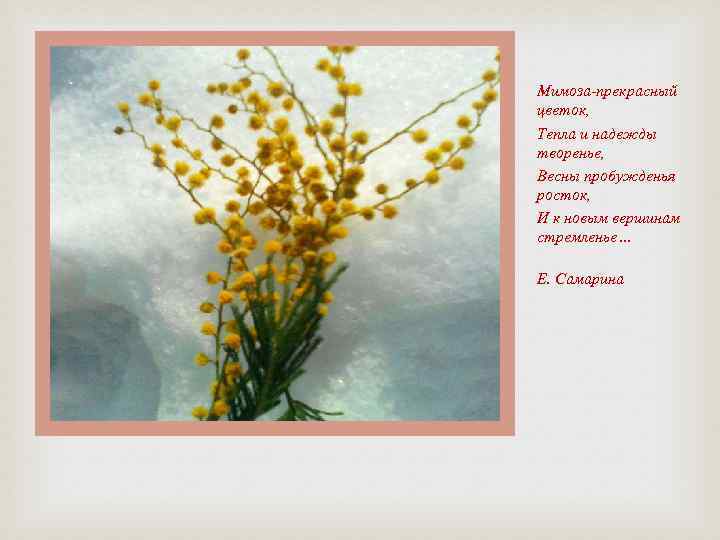 Мимоза-прекрасный цветок, Тепла и надежды творенье, Весны пробужденья росток, И к новым вершинам стремленье…