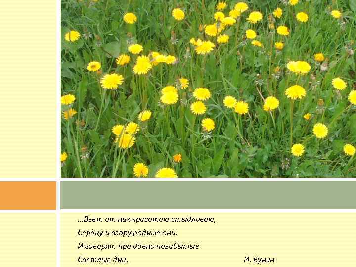 …Веет от них красотою стыдливою, Сердцу и взору родные они. И говорят про давно
