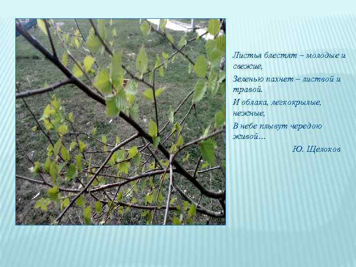 Листья блестят – молодые и свежие, Зеленью пахнет – листвой и травой. И облака,