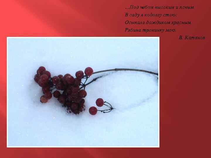 …Под небом высоким и ясным В саду я подолгу стою: Осыпала дождиком красным Рябина