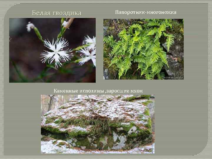 Белая гвоздика Папоротник-многоножка Каменные исполины , заросшие мхом 