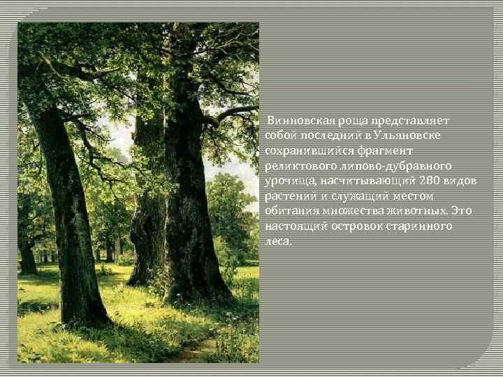  Винновская роща представляет собой последний в Ульяновске сохранившийся фрагмент реликтового липово-дубравного урочища, насчитывающий