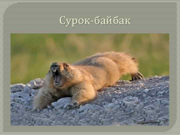 Сурок-байбак 