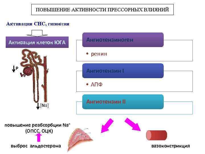 ПОВЫШЕНИЕ АКТИВНОСТИ ПРЕССОРНЫХ ВЛИЯНИЙ Активация СНС, гипоксия Активация клеток ЮГА Ангиотензиноген • ренин Р